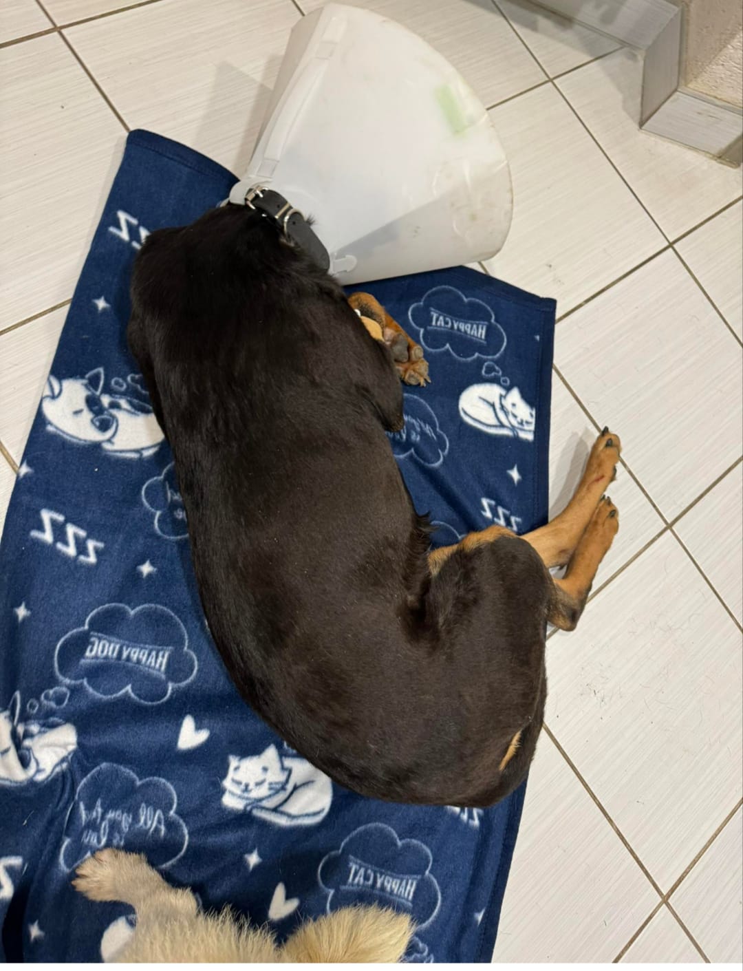Hellbrauner Hund mit Venenkatheter liegend auf grün-weißem Läufer - Datei: Lizi Bild.jpg